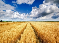Пшеничное поле картинки - 72 фото - картинки и рисунки: скачать бесплатно